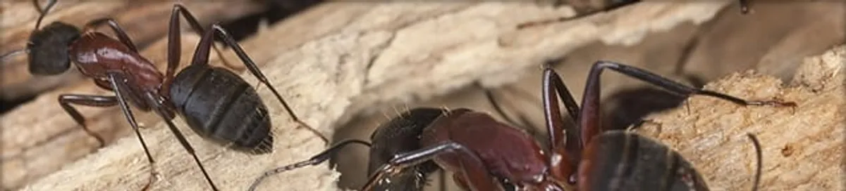 Close-up of ants on wood showing an active ant infestation in El Paso, TX