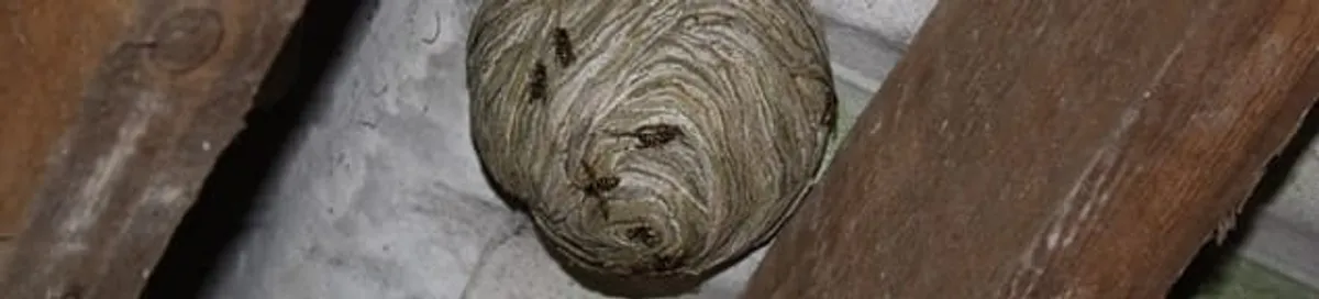 Wasp nest in an attic space, a common home infestation risk in El Paso, TX