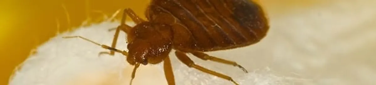 Close-up of a bed bug, a sign of an active infestation in El Paso, TX