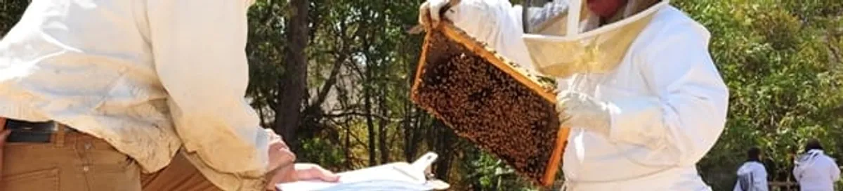 Bee removal specialists relocating a hive and honeycomb safely in El Paso, TX