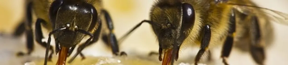 Close-up of honey bees, a sign of a nearby hive in El Paso, TX
