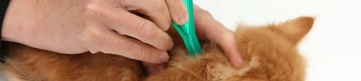 Flea treatment for pets using a flea comb, a sign of flea problems in El Paso, TX
