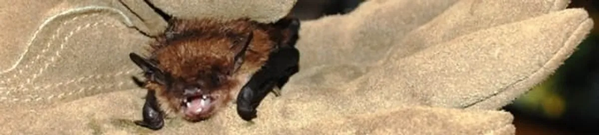 Bat removal specialist holding a bat safely during humane exclusion in El Paso, TX