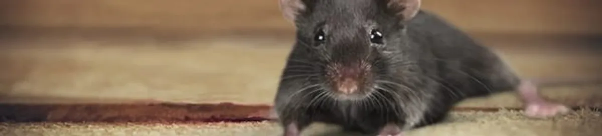 Mouse indoors, a common sign of a rodent infestation in El Paso, TX