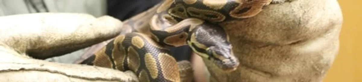 Snake removal specialist safely handling a snake with protective gloves in El Paso, TX