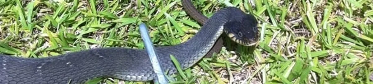 Snake in a yard, a common sign of a snake problem near a home in El Paso, TX