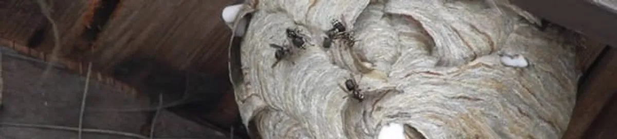 Close-up of a wasp nest with active wasps, a sign of an infestation in El Paso, TX
